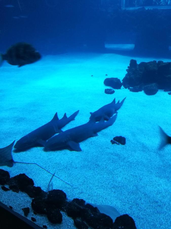 Las Canteras Aquarium Las Palmas de Gran Canaria Kültér fotó